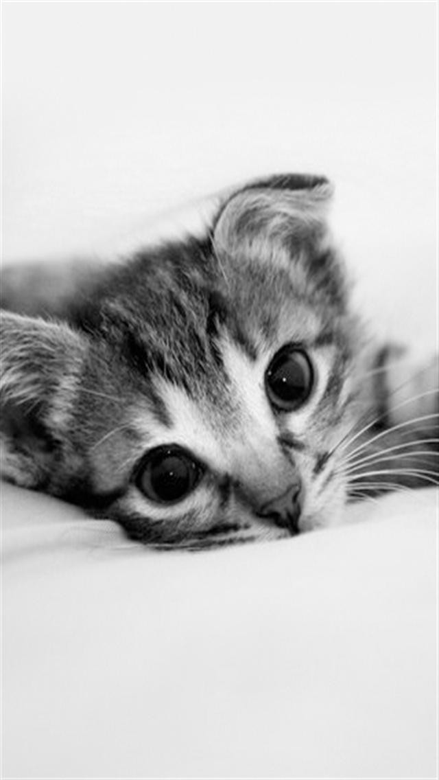 Cute Kitten Animal iPhone Wallpaper S 3g