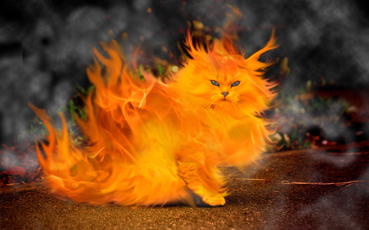 Cats Fire Firecat Wallpaper High Quality