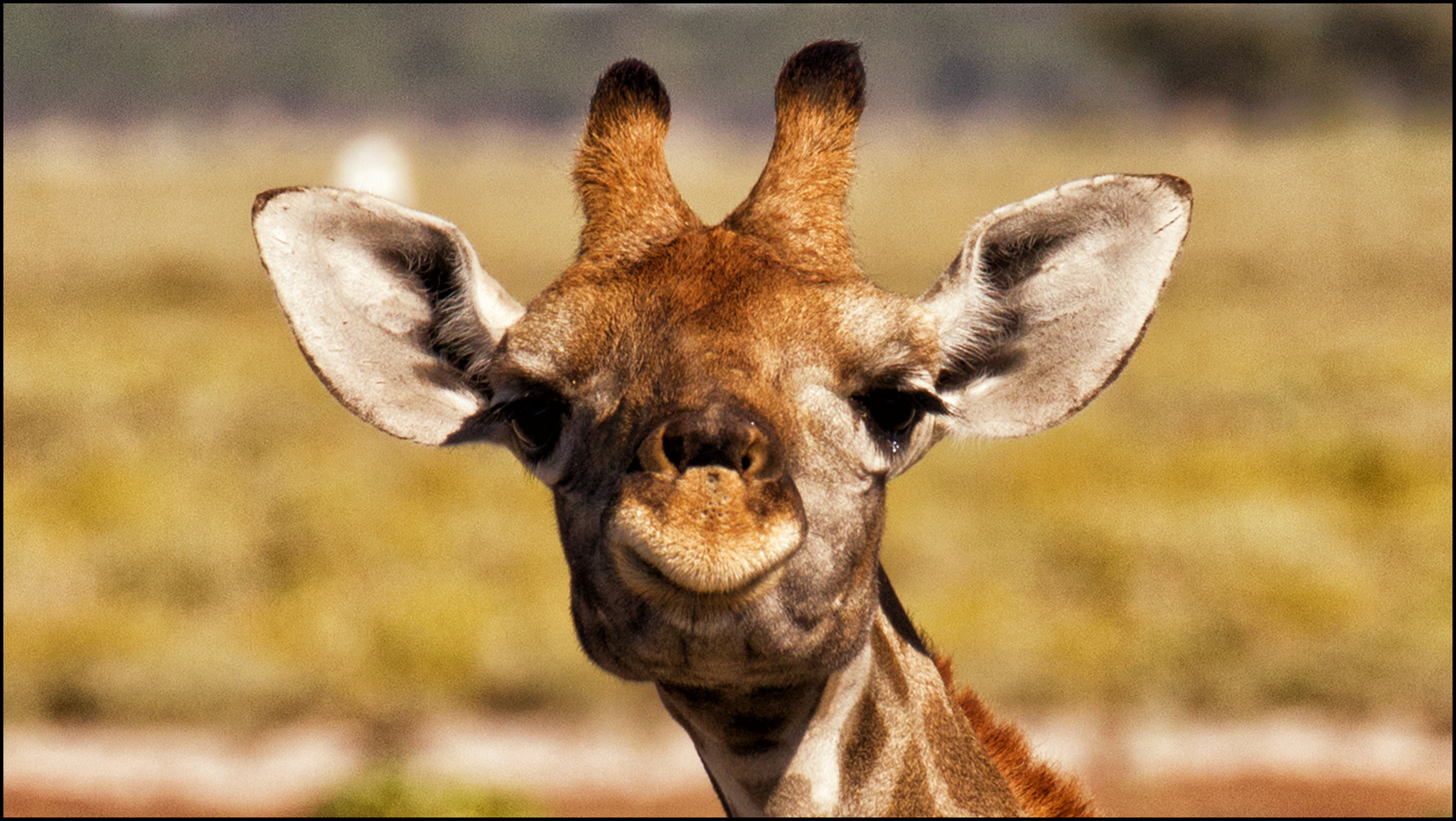 Giraffe Puter Wallpaper Desktop Background