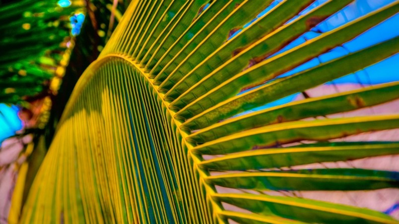 Palm Tree Leaf HD Wallpaper Wallpaperfx