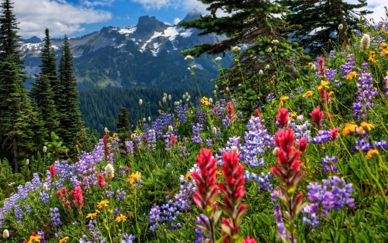 Name Spring Flowers Carpet in the Mountains Wallpaper
