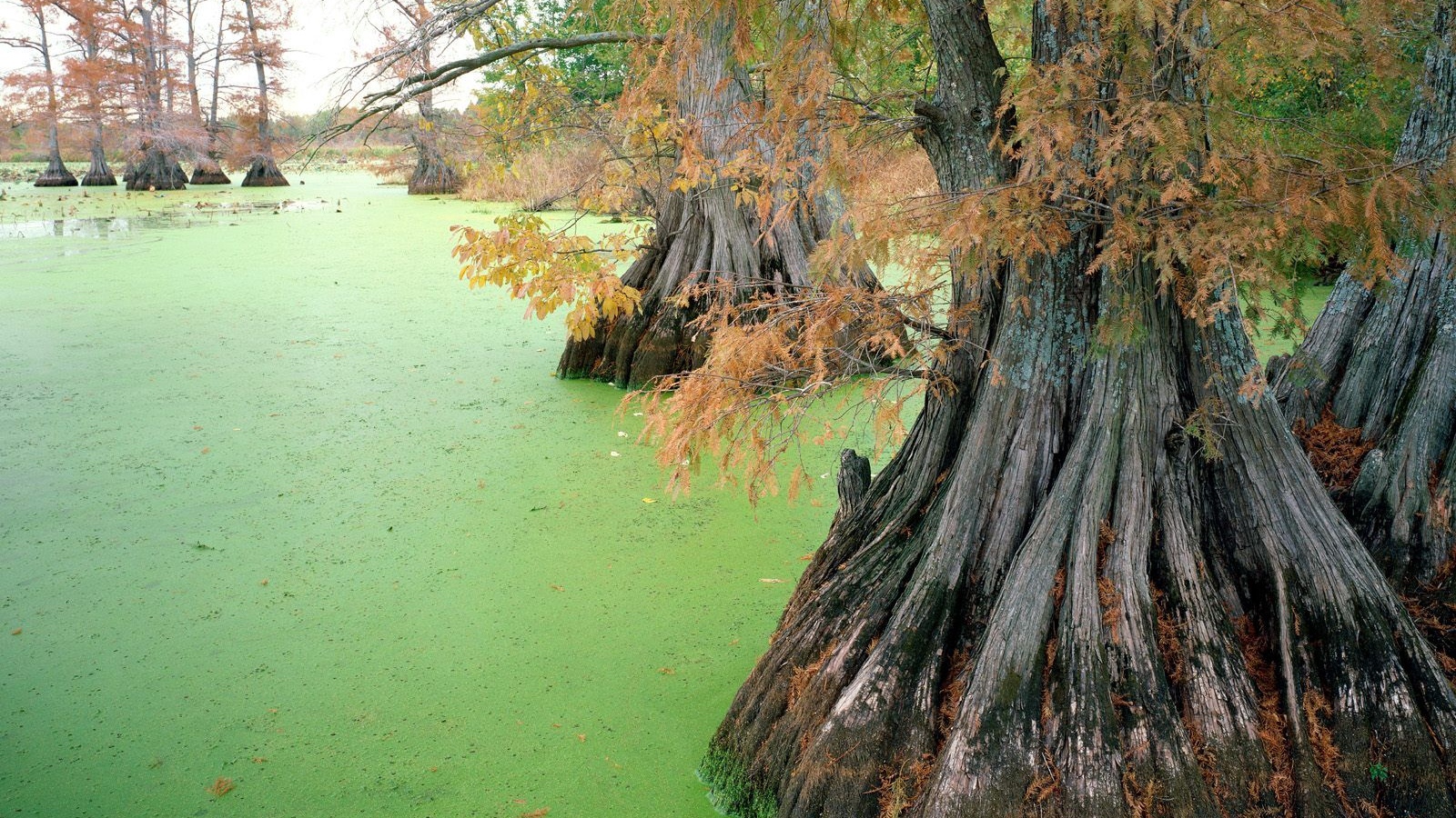 Wallpaper Bog Trees Ooze Autumn Roots