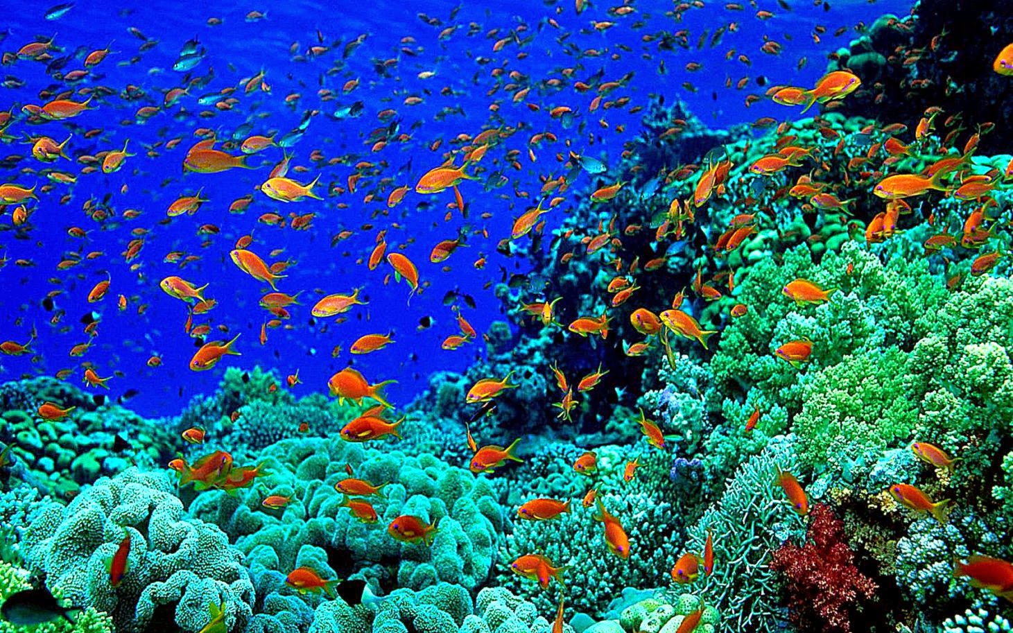 Beautiful Colorful Fish Underwater World Wallpaper HD Walldesk