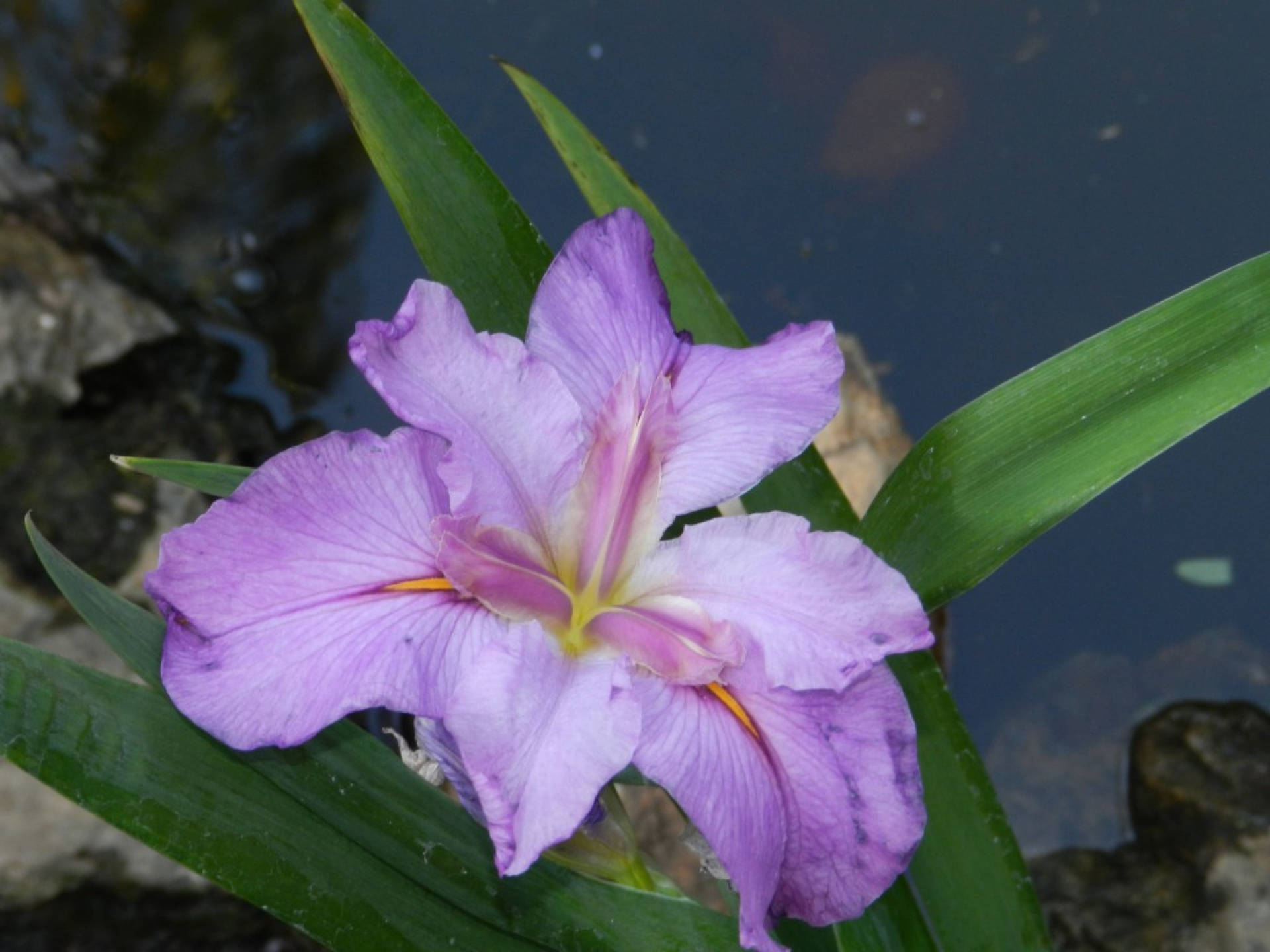 Top Iris Flower Wallpaper Full HD 4k To Use