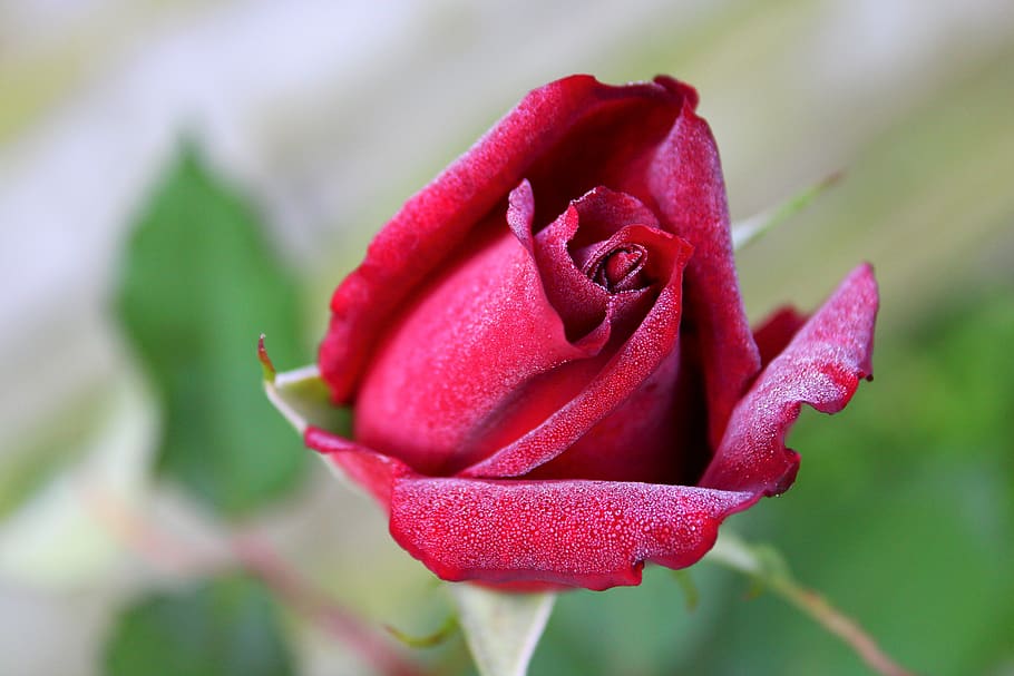 HD Wallpaper Red Rose Dew Drops Feeling Bloem Roze Roos