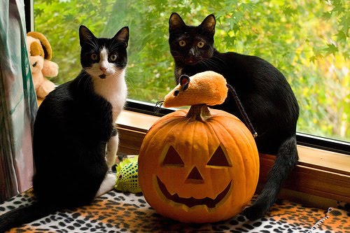 Halloween Wallpaper Kitten