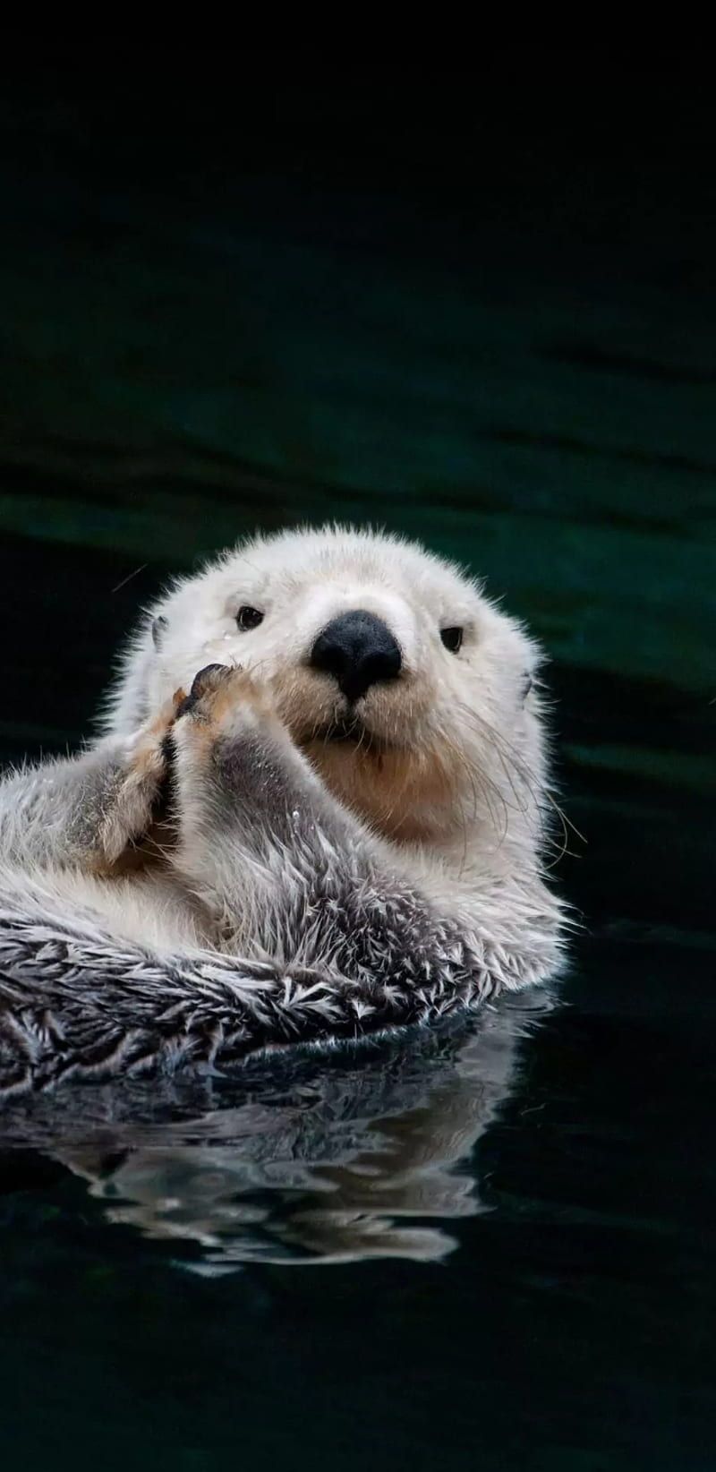 Otter Love Bear iPhone Navy Otters Polar Samsung Sea