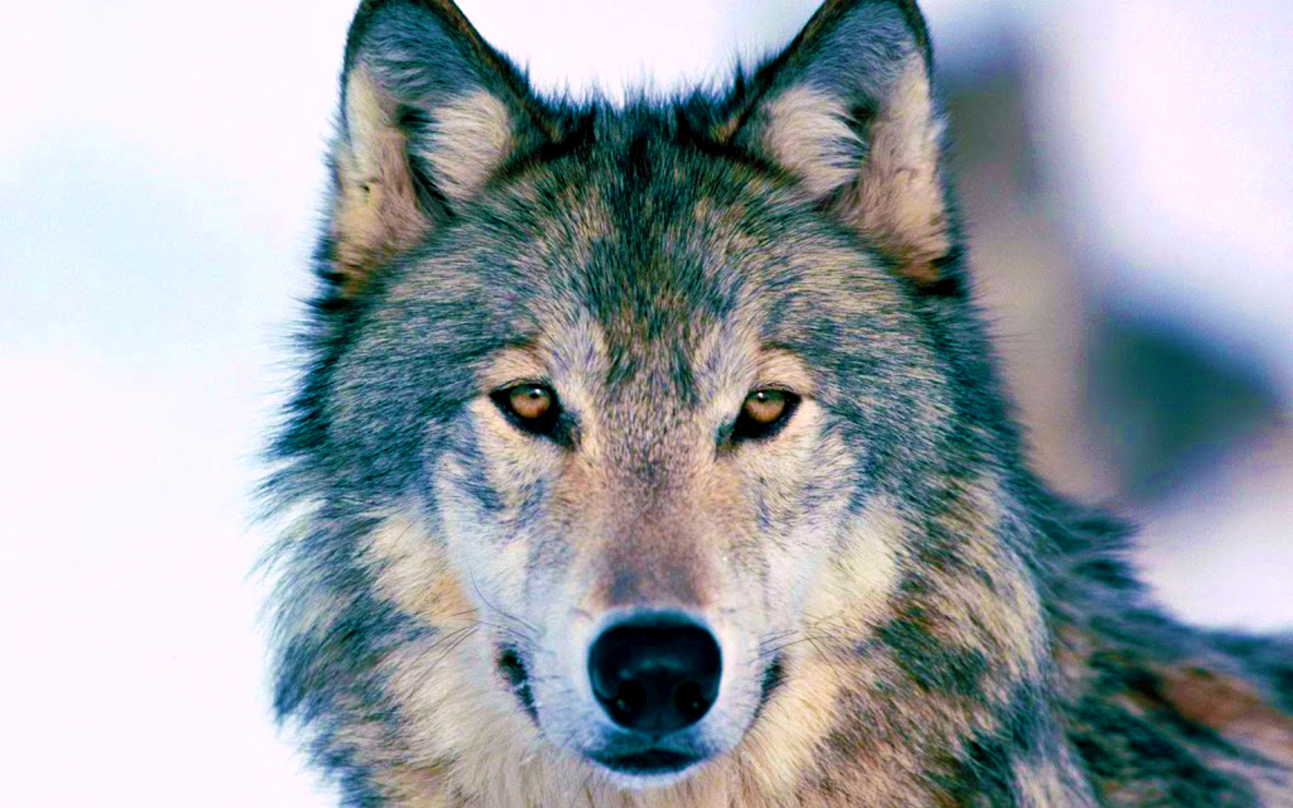 Timber Wolf Wallpaper For Your Desktop