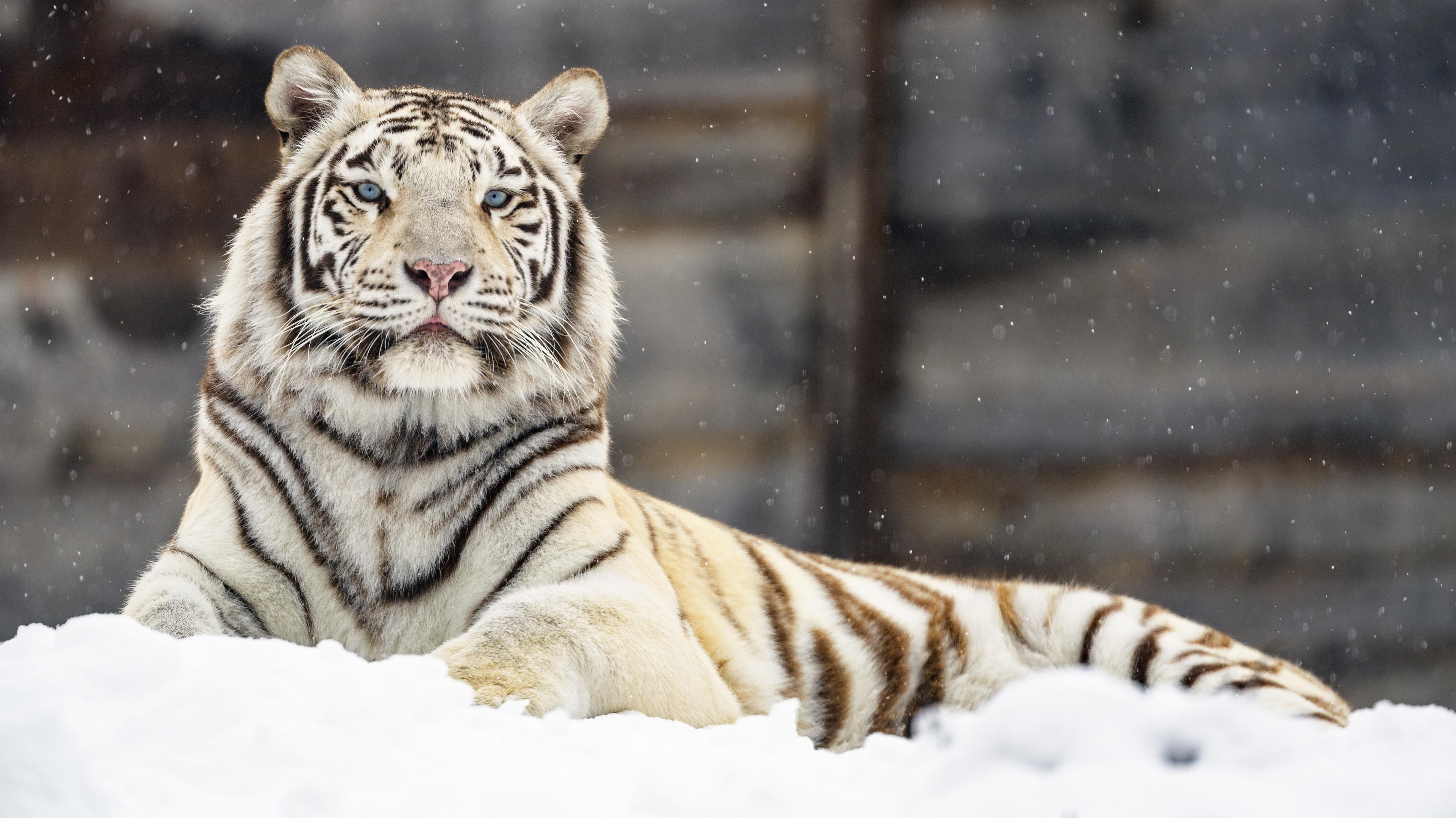 1340459 White Tiger 4K   Rare Gallery HD Wallpapers