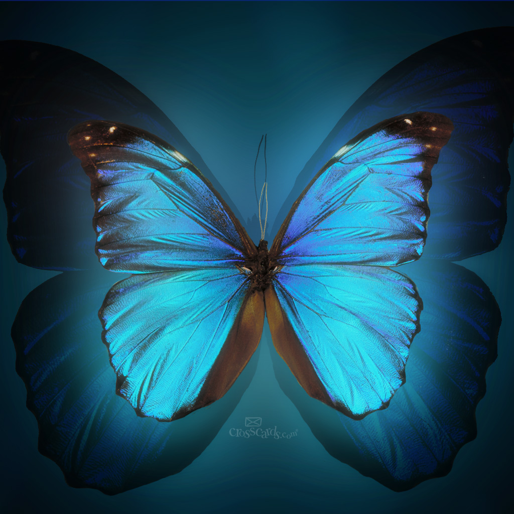 My Image 24