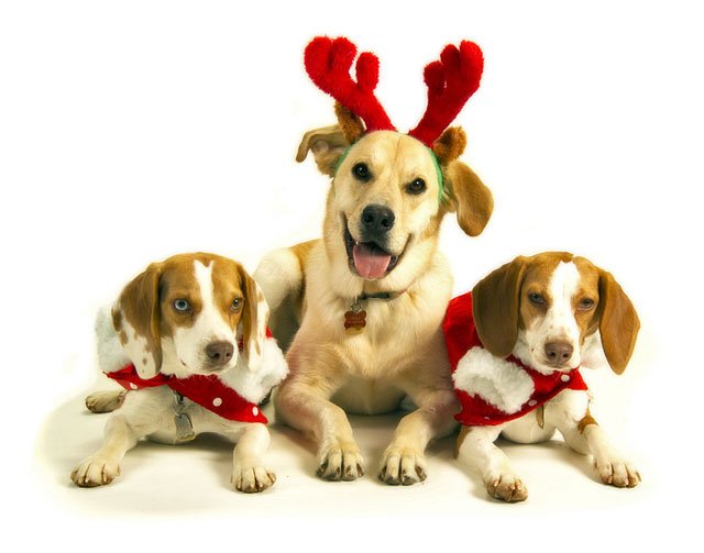 Dogs Animals Postcards Christmas Wallpaper Clipart