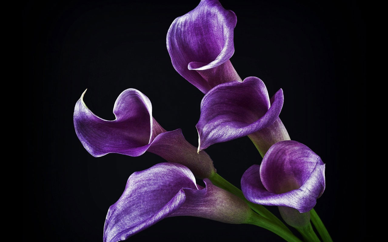 The Pure And Sincere Calla Lilies Wallpaper Flower