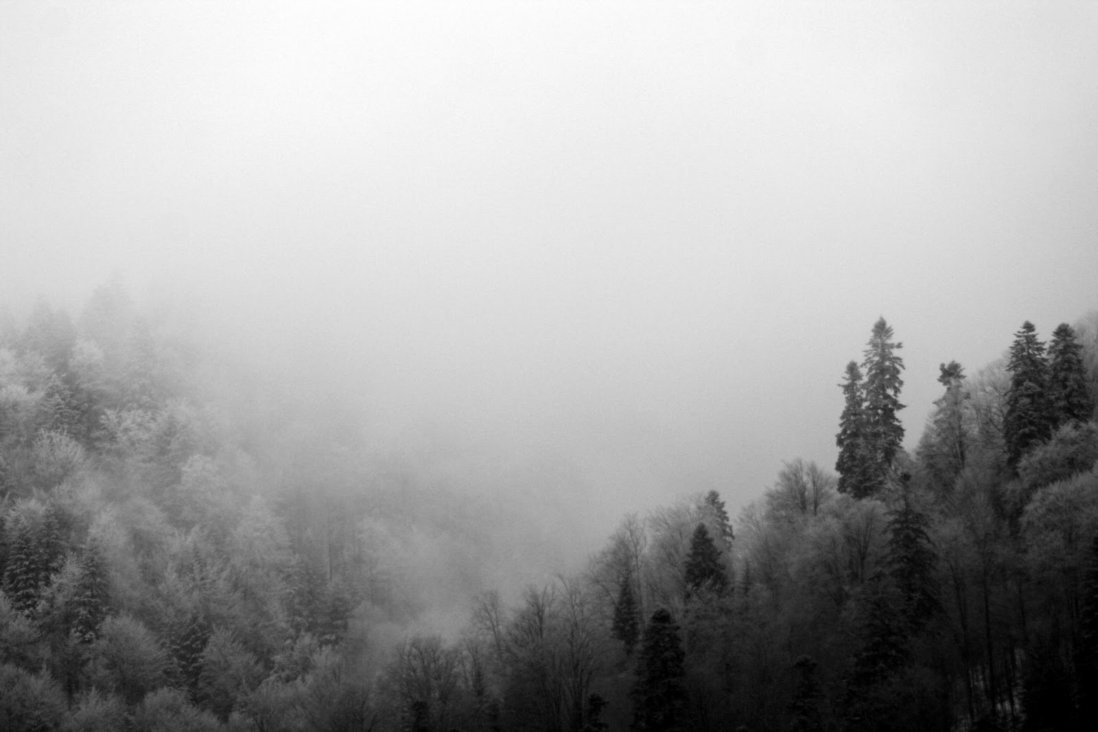 Background Foggy Mountain Forest Digital Wallpaper Car