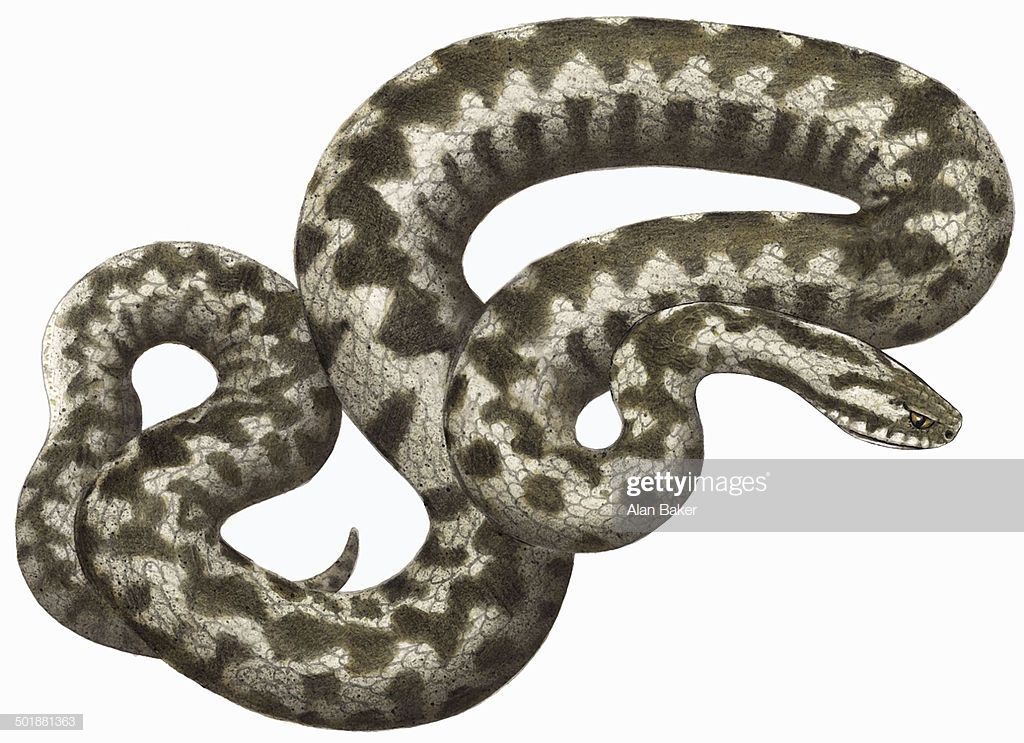Adder Snake On White Background Stock Illustration Getty Image