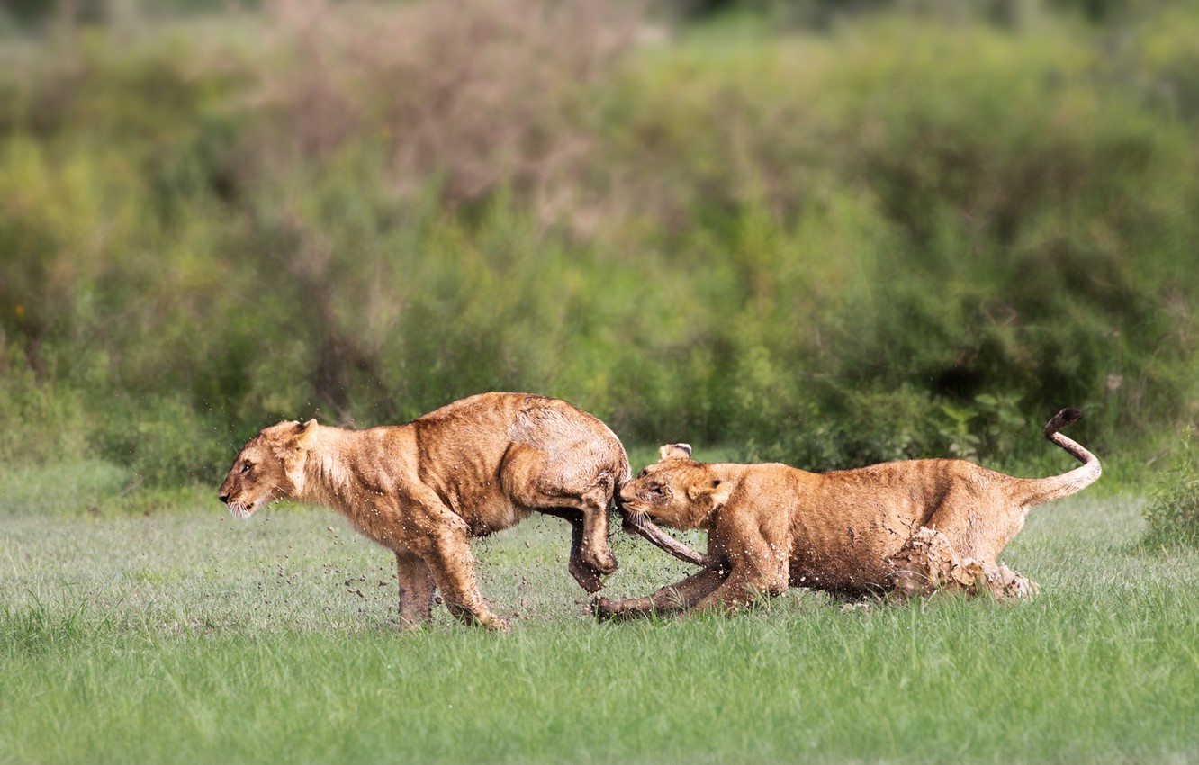 Wallpaper Lions Playing Mud Tanzania Cubs The Ngorongoro