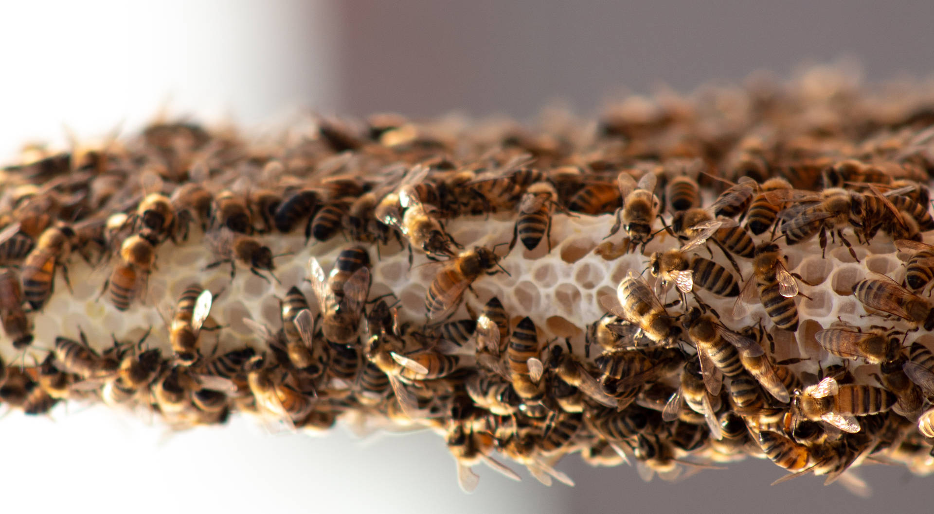 Honeycomb Wallpaper