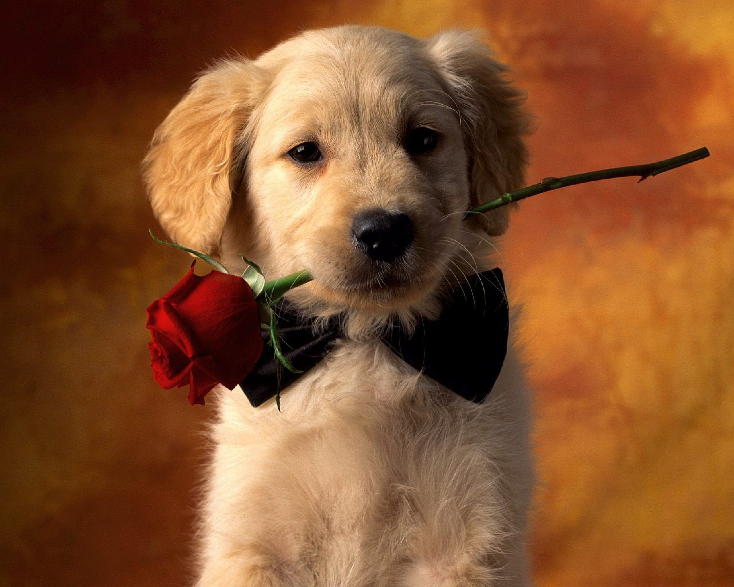 Valentine S Day Puppy Wallpaper Top