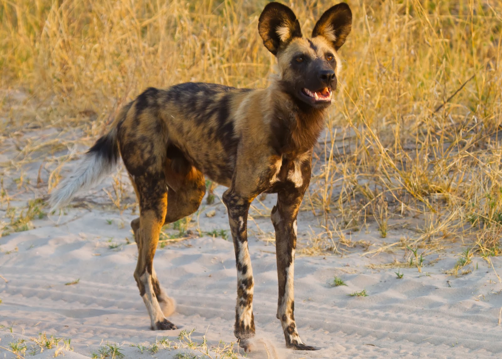 Any One African Wild Dog HD Wallpaper