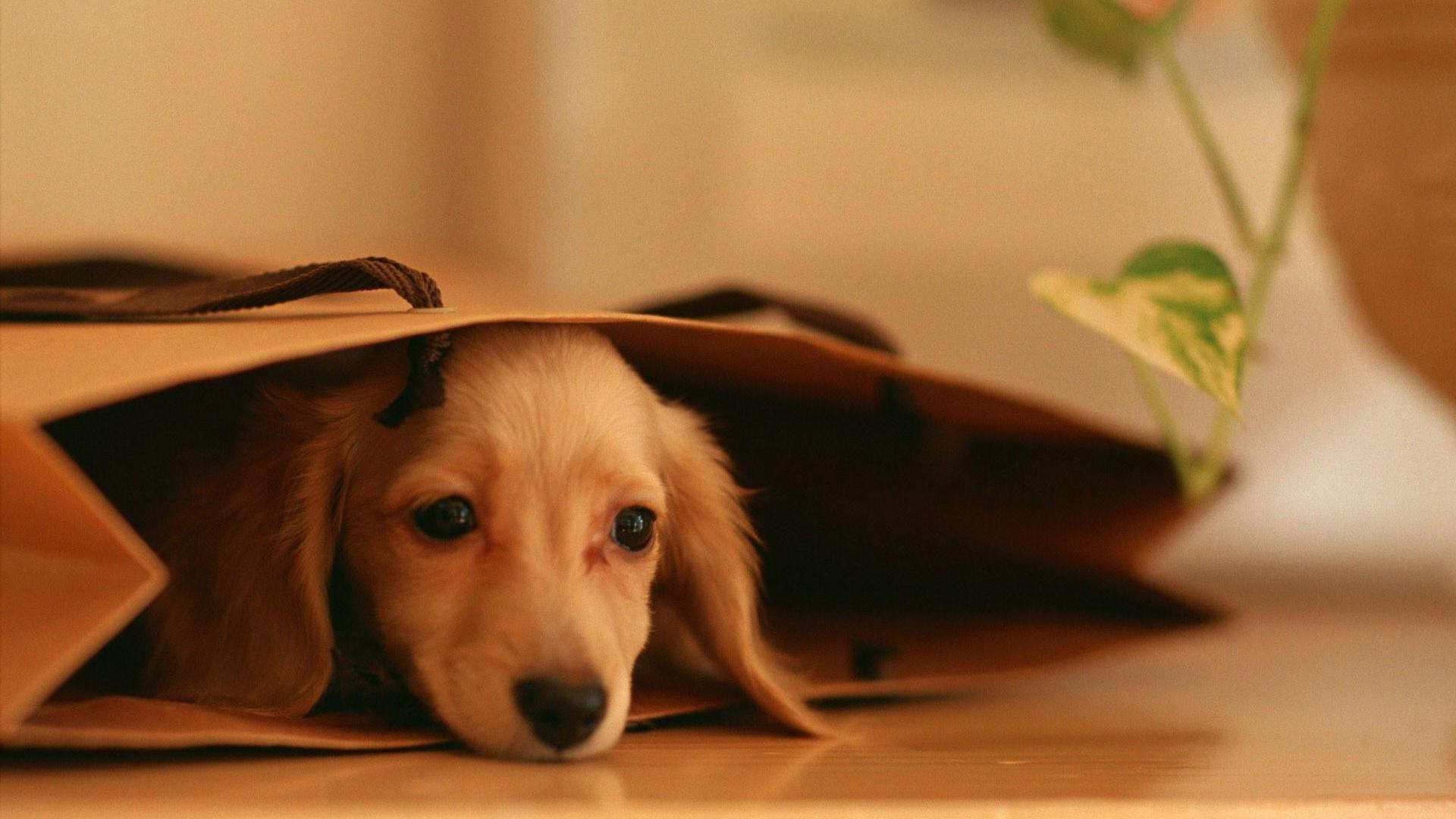 Wallpaper Hiding Dachshund Puppies HD Upload At March