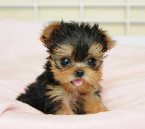 Must See Teacup Yorkie Puppy For Sale In Vancouver British Columbia