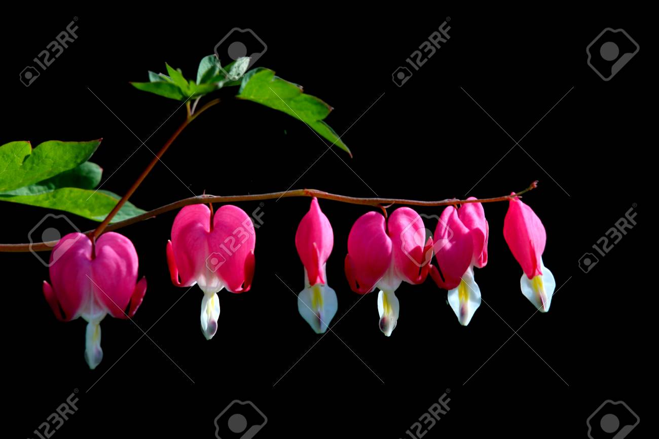 Pink Bleeding Heart Flowers On Black Background Stock Photo