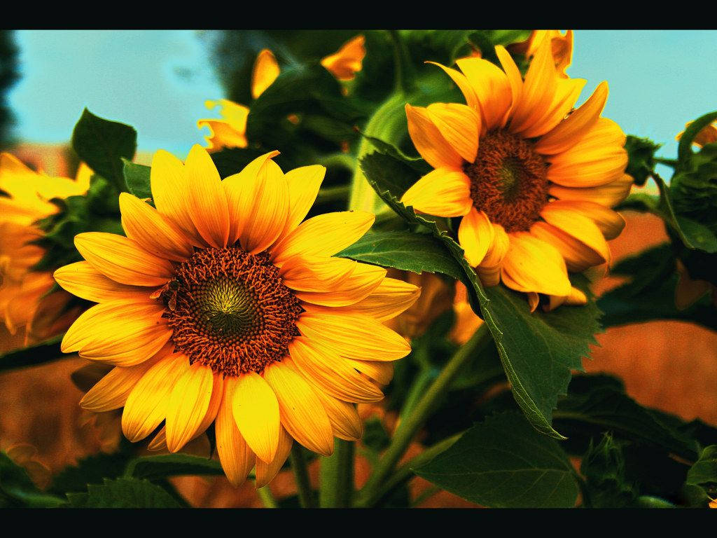 Sunflower And Roses Wallpaper