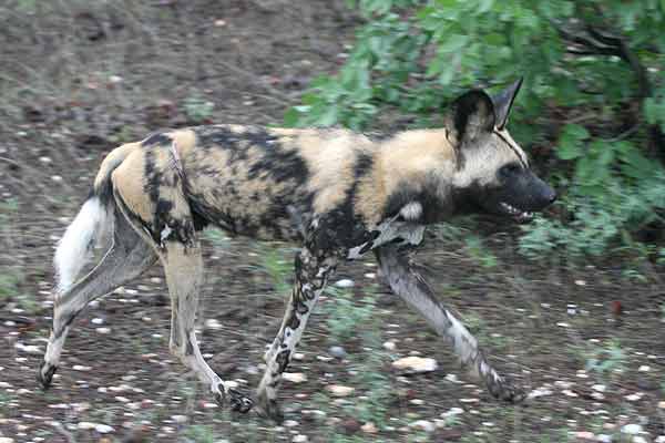 African Wild Dog High Definition Wallpaper Cool Nature