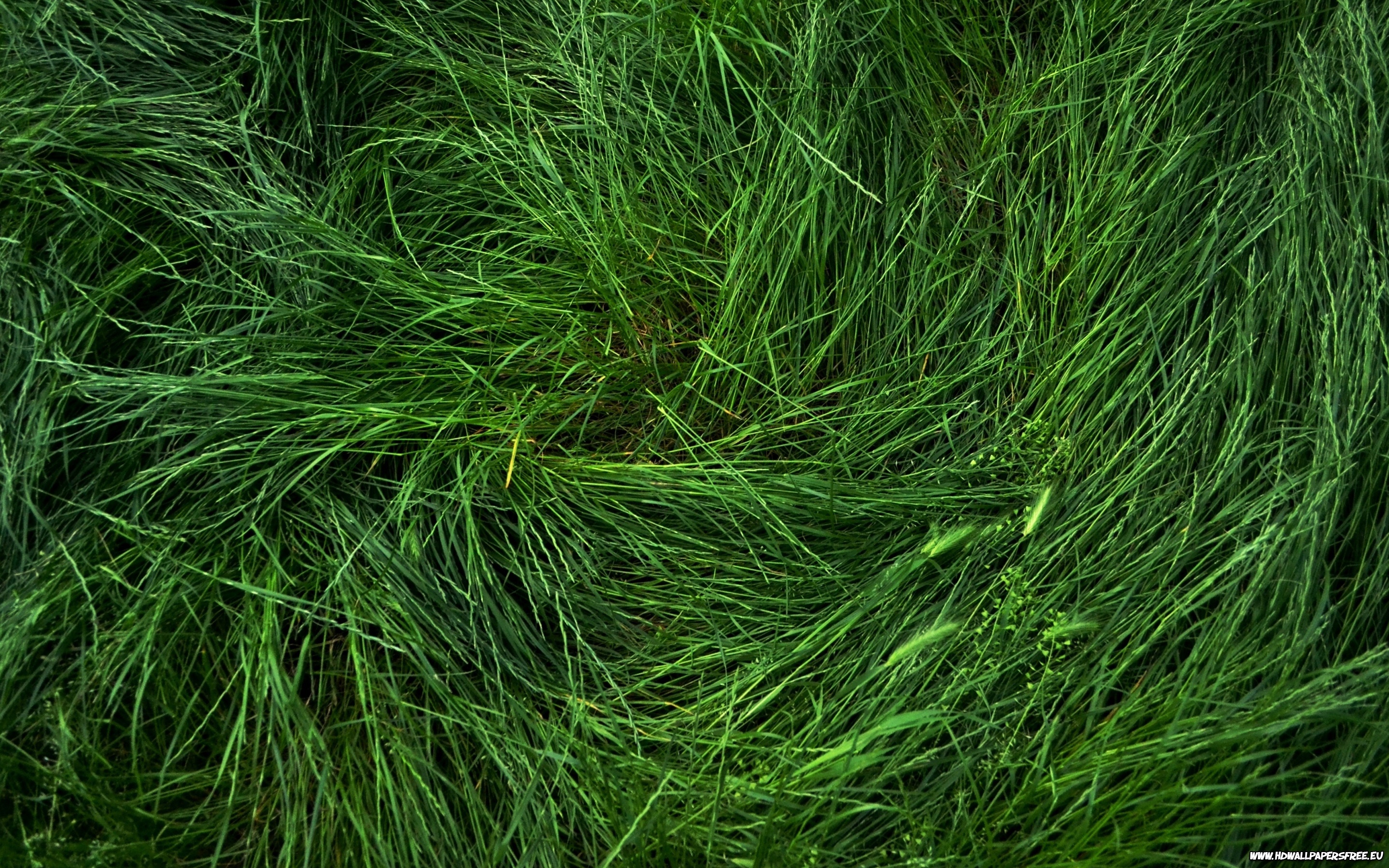 Grass wallpaper   1038486