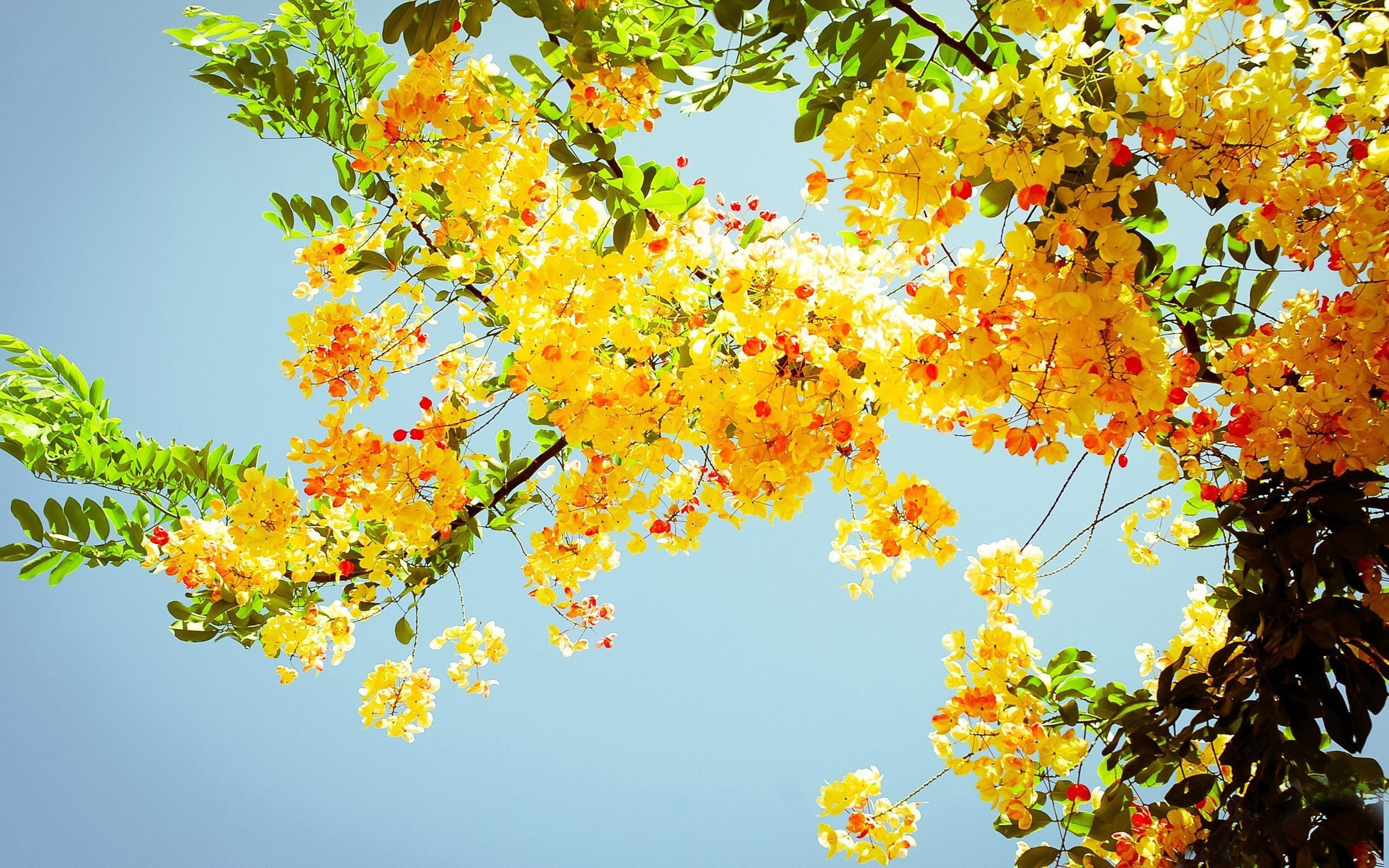 Beautiful Yellow Flowers On A Tree HD Nature Wallpaper