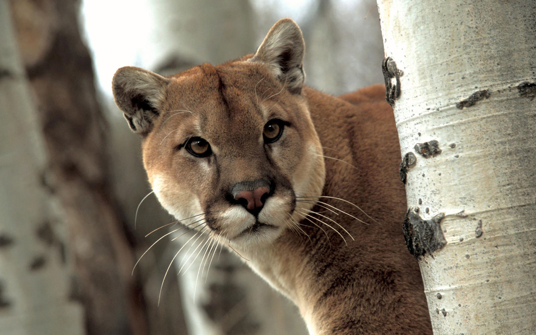 Premium Photo  A cougar walks in the snow beautiful wallpaper cool  shades