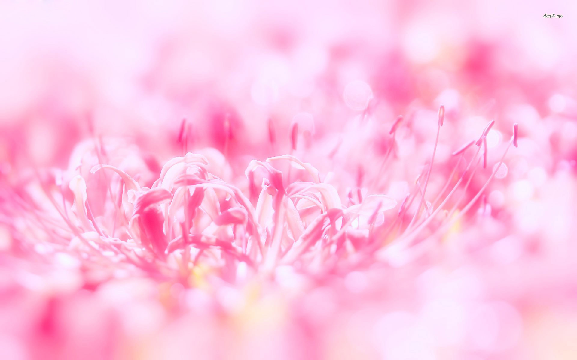 Pink Flowers Wallpaper HD Pictures Live Hq