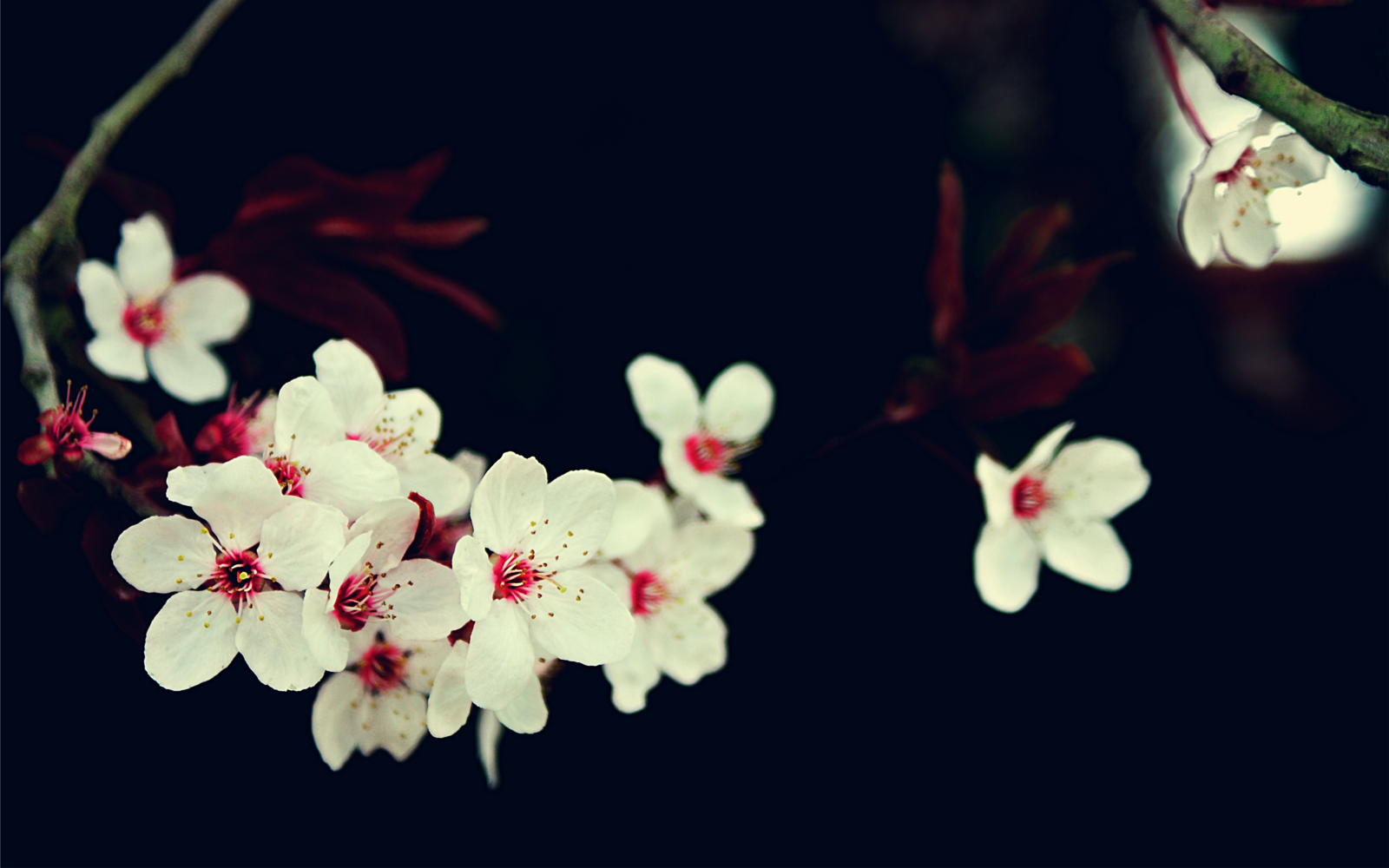 Cherry Blossoms Sakura HD Wallpaper Background
