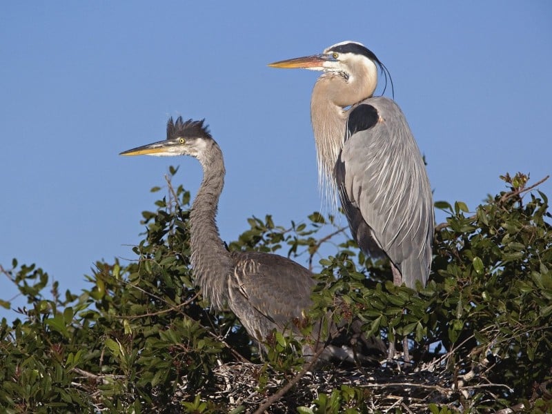 🔥 [50+] Great Blue Heron Wallpapers | WallpaperSafari