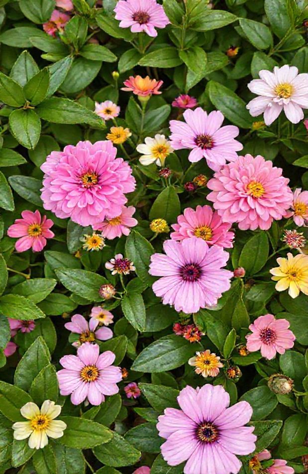 Wallpaper Flowers Image