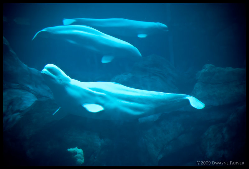Beluga Whales Wallpaper By Dwaynef