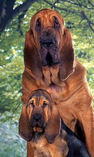 Bigger Bloodhounds Dog Wallpaper For Android Screenshot