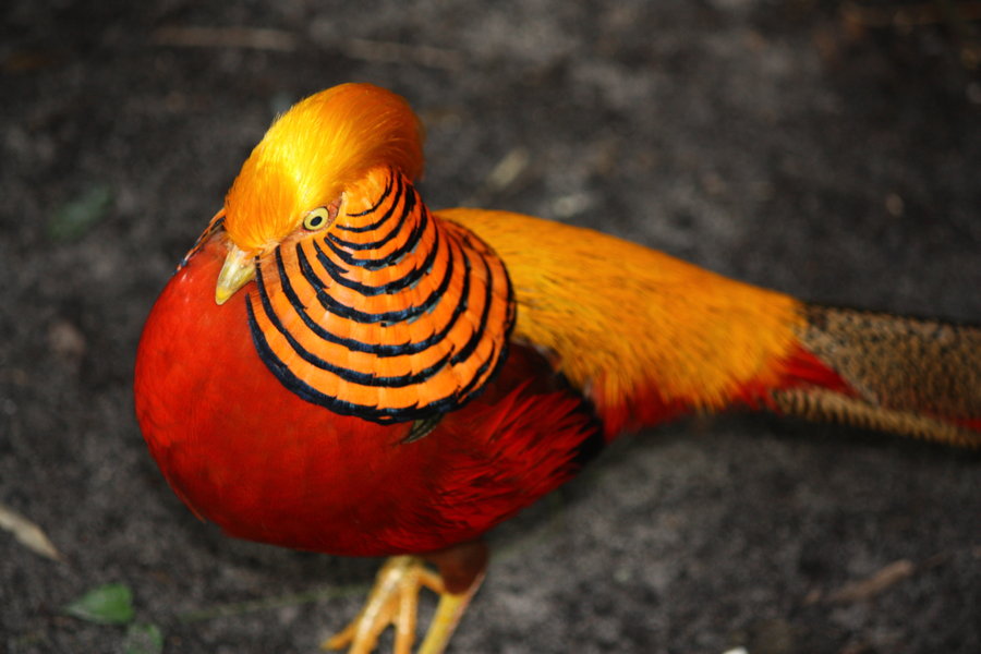 Golden Pheasant By Twitchy Tremor