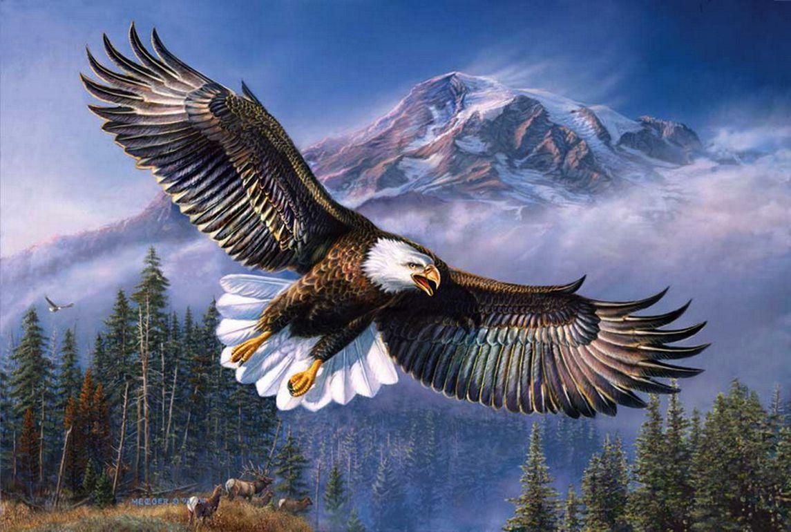 Eagle Wallpaper On