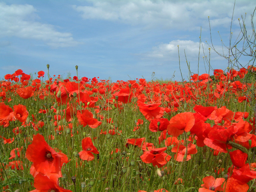 Poppy Flowers Wallpaper Desktopwallpaper