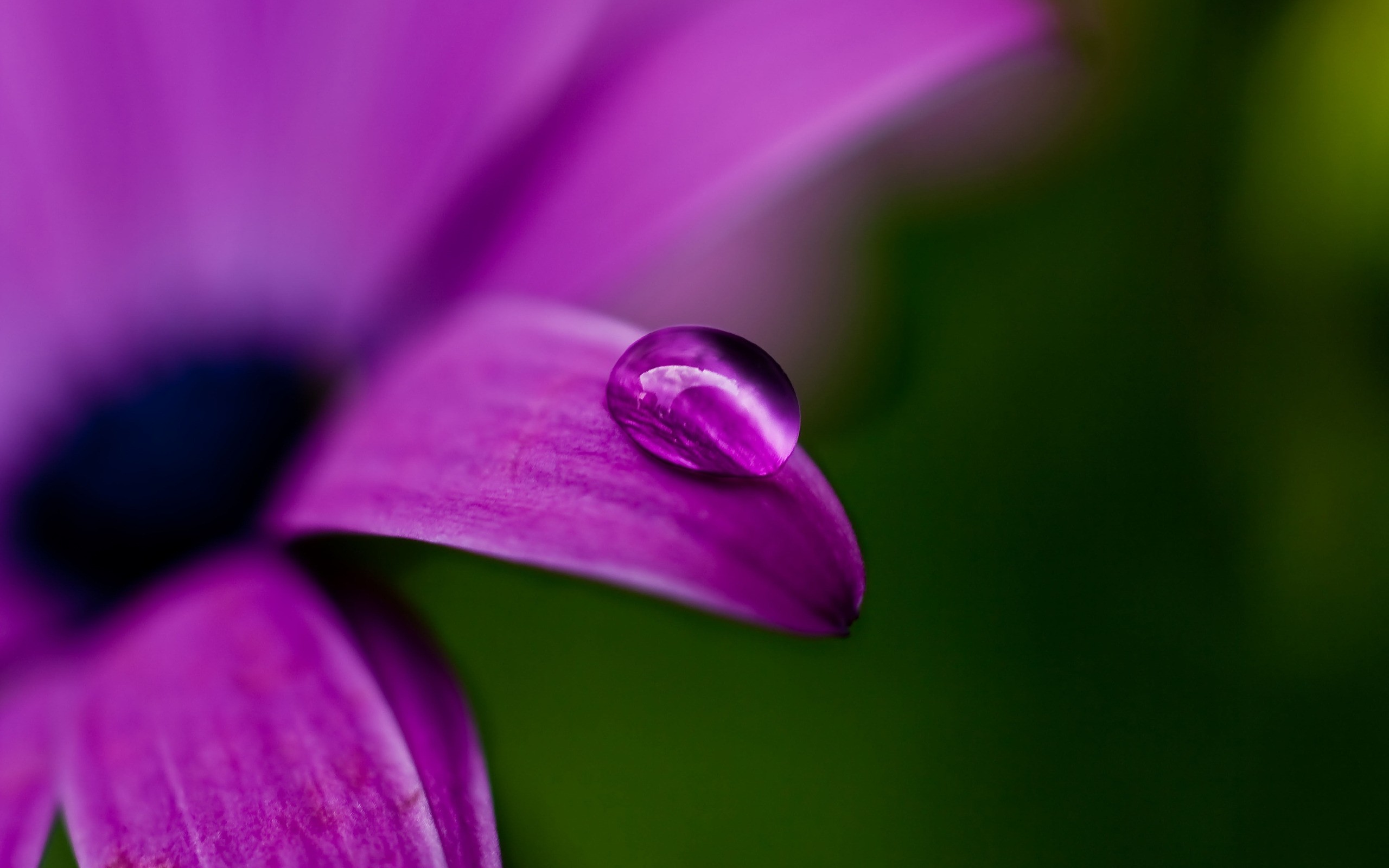 Purple Lilac Flowers Water Drops Hd Wallpapers Drop dew macro flower 2560x1600