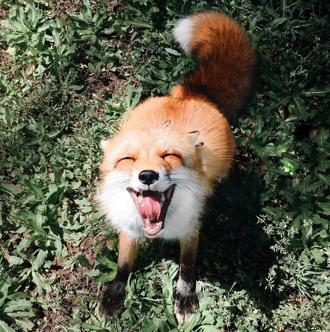 Here Is Another Happy Fox Pic That All R Pics