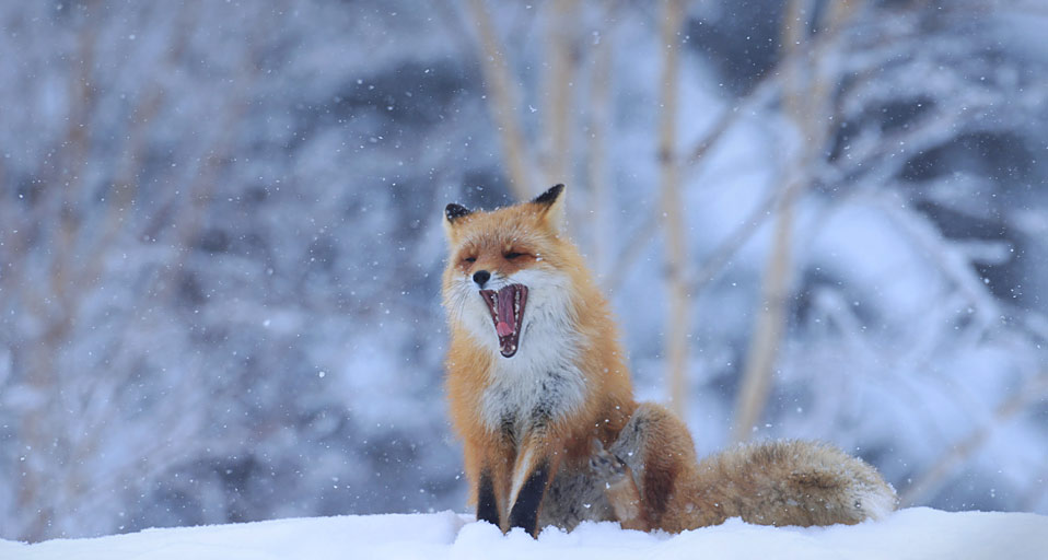Red Fox Yukihiro Fukuda Aflo Foto Agency