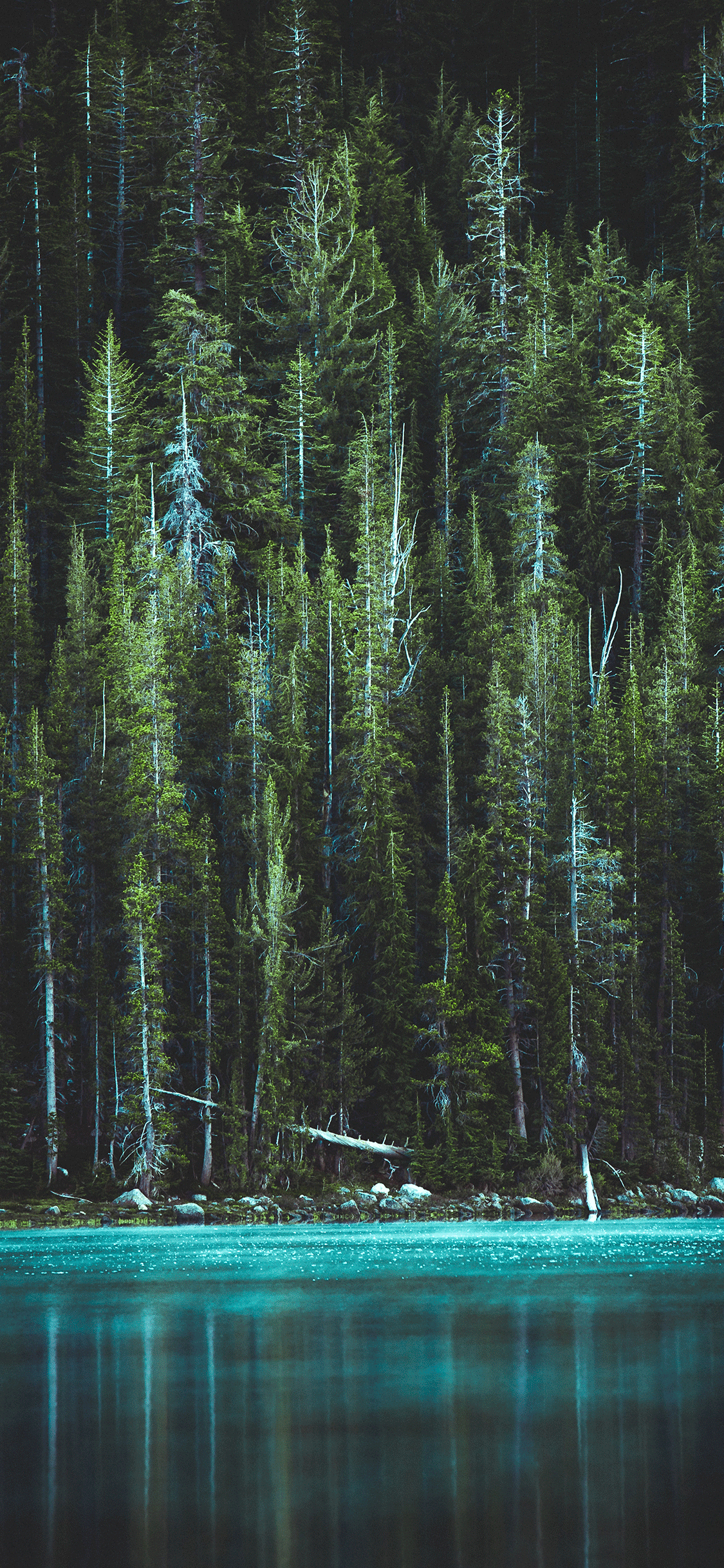Forest Wallpaper For iPhone Pro Max X