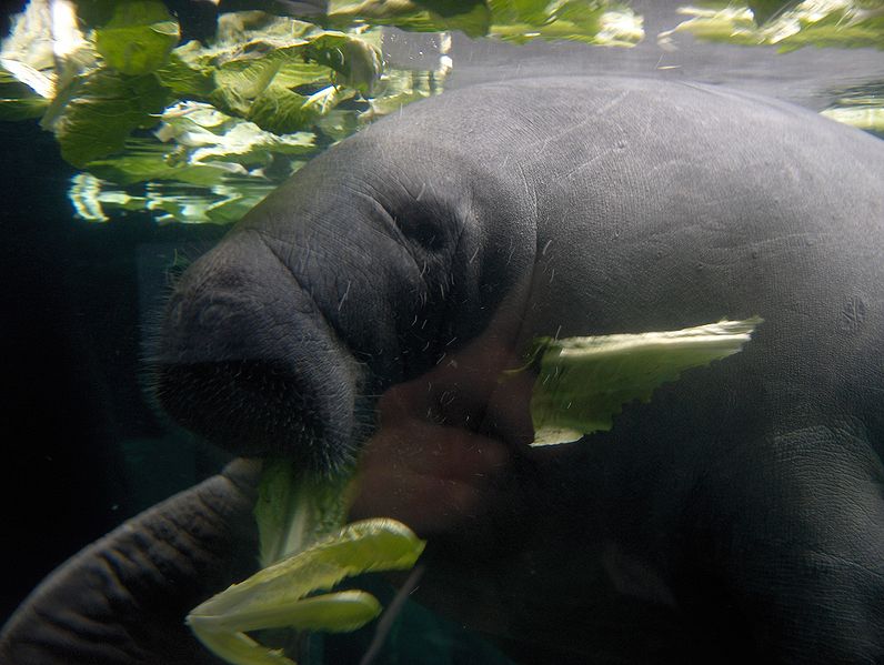 Manatee Wallpaper