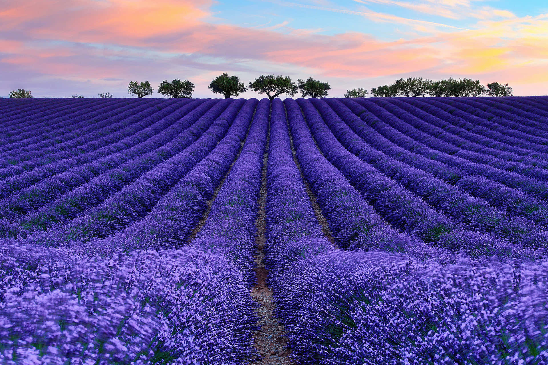 Lavender Field Wallpaper S