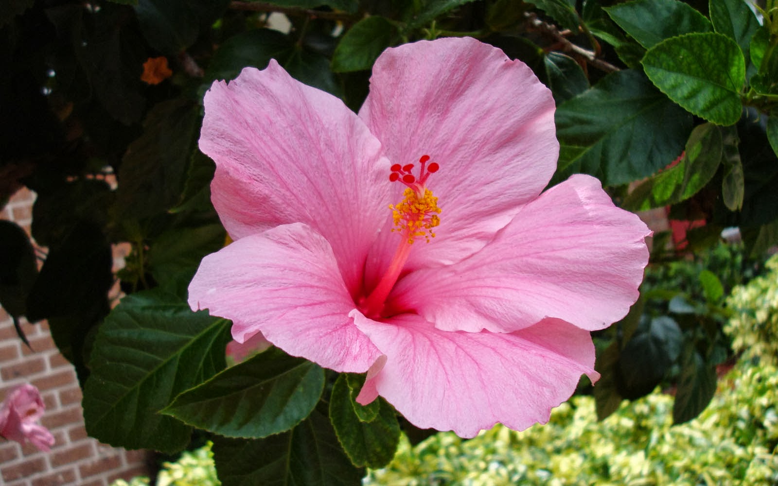 Selected Hibiscus Flower Wallpaper Aesthetic You Can Get It Of