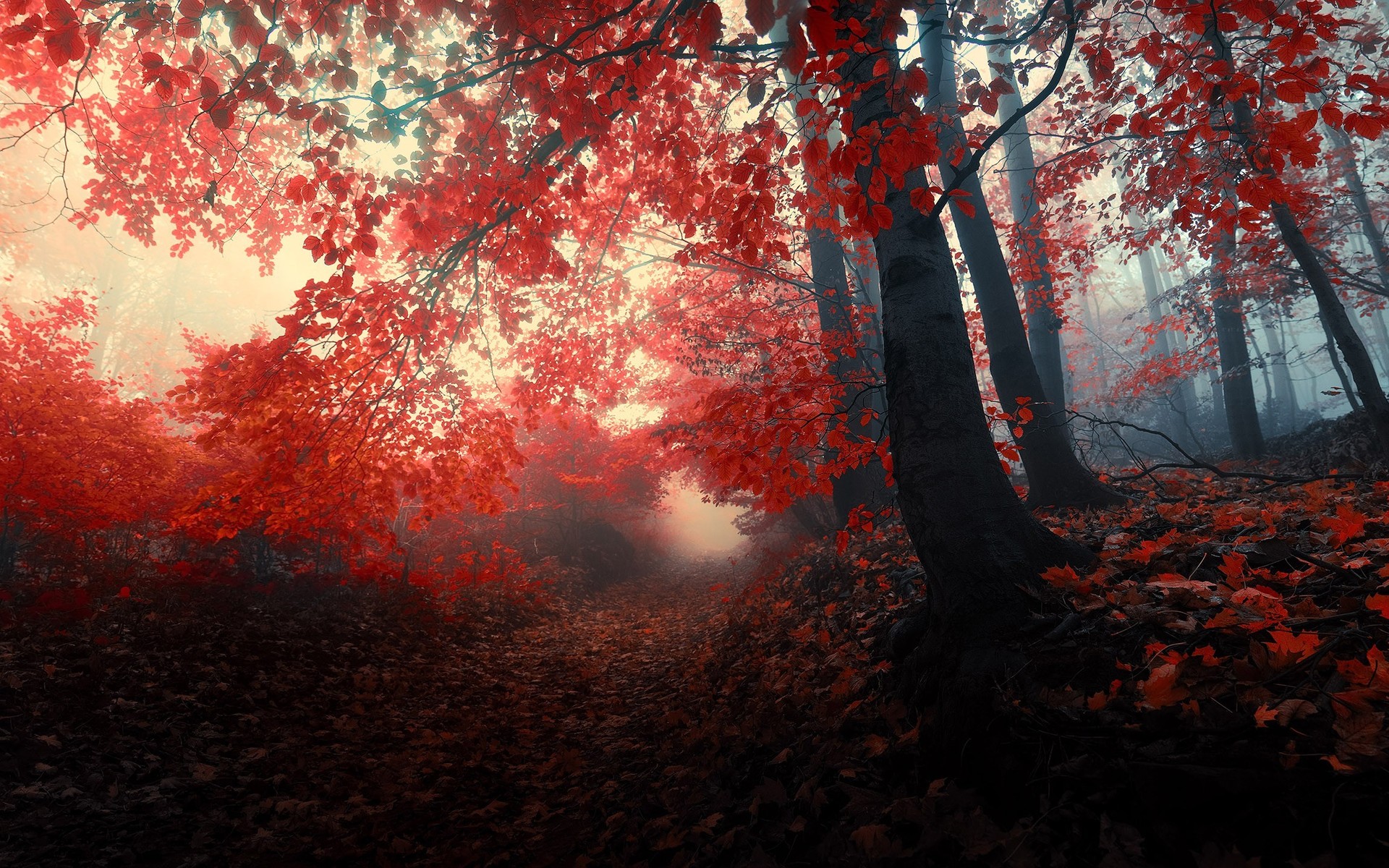 The Red Forest HD Wallpaper Path Through