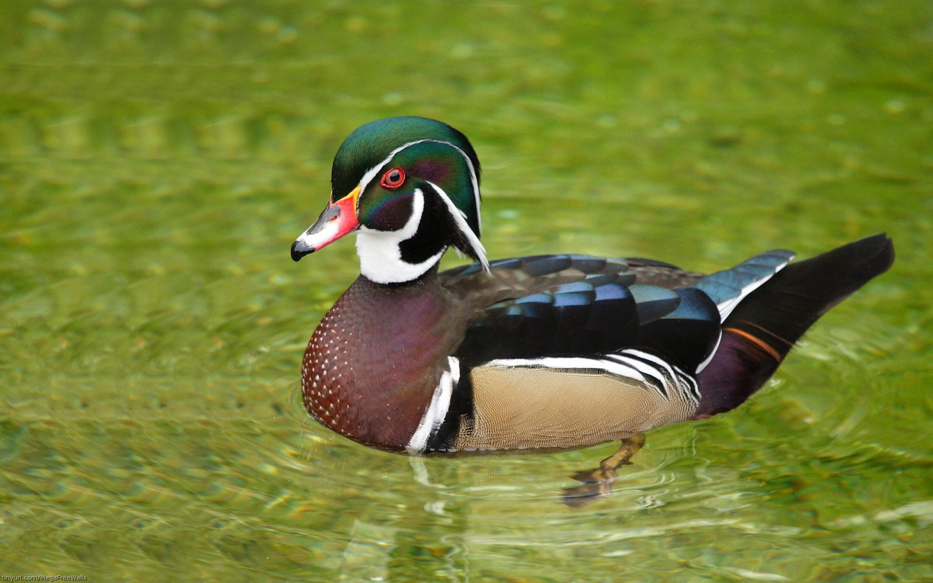 Wood Duck HD Wallpaper Background Image Id