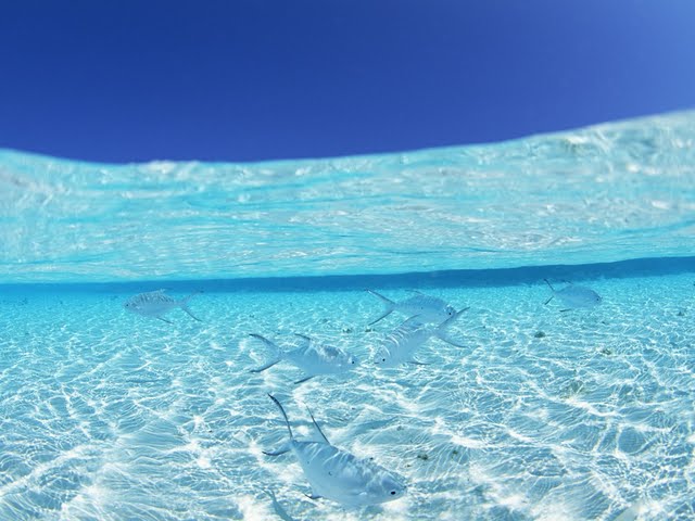 Blue Water In The Maldives Landscapes Funny Pictures Funpub
