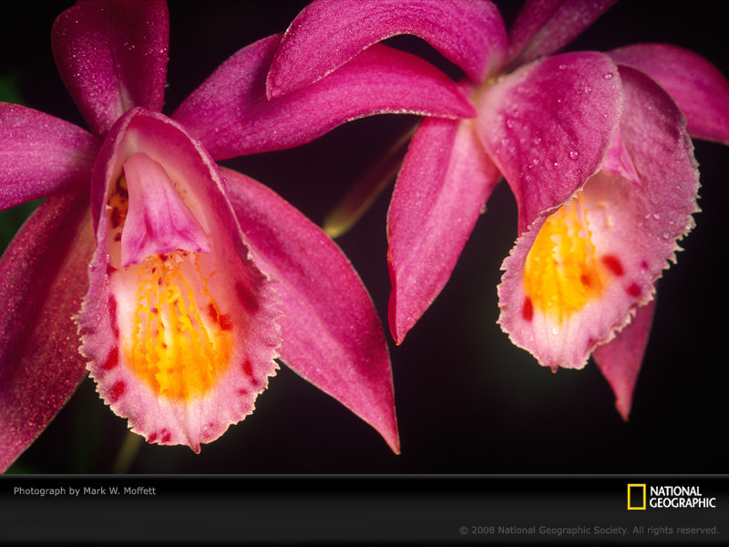Flowers Photo Of The Day Picture Photography Wallpaper National